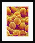 Lily Pollen by Anonymous