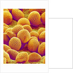 Lily Pollen by Anonymous