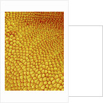 Petal of Wildflower in Chrysanthemum Family by Anonymous