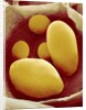 Starch Grains of Potato Cells by Anonymous