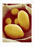 Starch Grains of Potato Cells by Anonymous