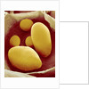 Starch Grains of Potato Cells by Anonymous