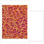 Blood Vessel Cast from Rat Colon by Anonymous