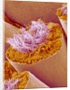 Sperm in Testis of a Rat by Anonymous
