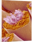 Sperm in Testis of a Rat by Anonymous