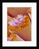 Sperm in Testis of a Rat by Anonymous