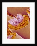 Sperm in Testis of a Rat by Anonymous