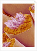 Sperm in Testis of a Rat by Anonymous