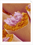 Sperm in Testis of a Rat by Anonymous