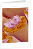 Sperm in Testis of a Rat by Anonymous