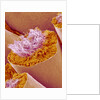 Sperm in Testis of a Rat by Anonymous