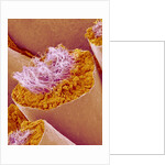 Sperm in Testis of a Rat by Anonymous