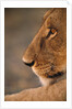 Lion Cub at Dawn, Botswana by Anonymous