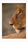 Lion Cub at Dawn, Botswana by Anonymous
