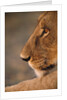 Lion Cub at Dawn, Botswana by Anonymous