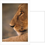 Lion Cub at Dawn, Botswana by Anonymous