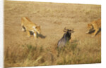 Lions Hunting a Wildebeest by Anonymous