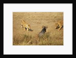 Lions Hunting a Wildebeest by Anonymous
