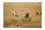 Lions Hunting a Wildebeest by Anonymous