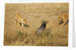 Lions Hunting a Wildebeest by Anonymous