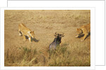 Lions Hunting a Wildebeest by Anonymous