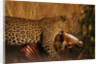 Leopard with Impala Kill by Anonymous