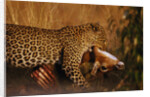 Leopard with Impala Kill by Anonymous