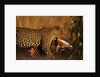 Leopard with Impala Kill by Anonymous