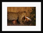 Leopard with Impala Kill by Anonymous