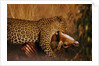 Leopard with Impala Kill by Anonymous
