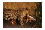 Leopard with Impala Kill by Anonymous