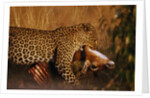 Leopard with Impala Kill by Anonymous