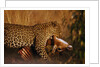 Leopard with Impala Kill by Anonymous