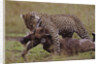 Leopard with Wildebeest Kill by Anonymous