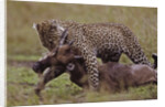 Leopard with Wildebeest Kill by Anonymous