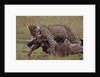 Leopard with Wildebeest Kill by Anonymous