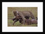 Leopard with Wildebeest Kill by Anonymous