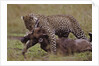 Leopard with Wildebeest Kill by Anonymous