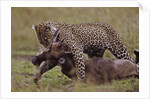 Leopard with Wildebeest Kill by Anonymous