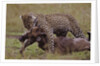 Leopard with Wildebeest Kill by Anonymous