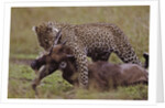 Leopard with Wildebeest Kill by Anonymous