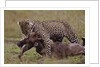 Leopard with Wildebeest Kill by Anonymous