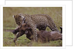 Leopard with Wildebeest Kill by Anonymous