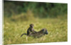 Chacma Baboons in Grass by Anonymous