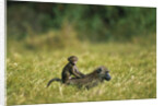 Chacma Baboons in Grass by Anonymous