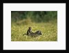 Chacma Baboons in Grass by Anonymous