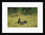 Chacma Baboons in Grass by Anonymous