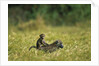 Chacma Baboons in Grass by Anonymous