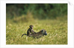 Chacma Baboons in Grass by Anonymous