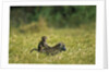 Chacma Baboons in Grass by Anonymous